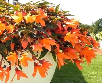 Orange Bossa Nova Flower Seeds for Planting - NON GMO Seeds