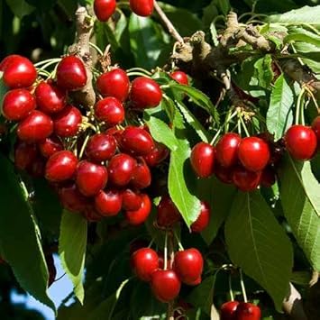 Red Cherries Fruit Seeds for Planting - Sweet, Juicy Red Cherries to Grow in Your Yard, GMO Free