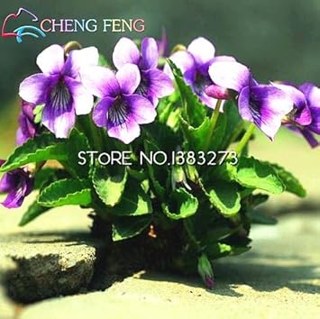 Heirloom Non-GMO Blue Viola Mandshurica Flower Seeds for Planting – Rare Blooming Flower Seeds