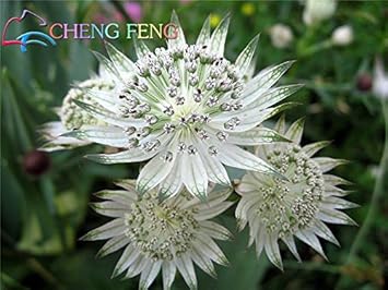 Organic White Astrantia Flower Seeds for Planting – Heirloom, Non-GMO