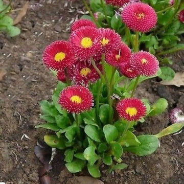 English Daisy Red Flowers (Bellis perennis), + Seeds