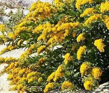 Solidago Canadensis Flower Seeds – Heirloom Non-GMO Seeds for Pollinator-Friendly Garden Planting