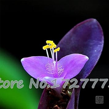 Purple Matthiola Incana Seeds ƒ?? Fragrant Flower Seeds for Planting
