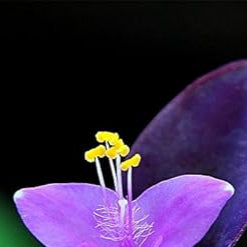 Violet Matthiola Flower Seeds for Planting - NON GMO Seeds