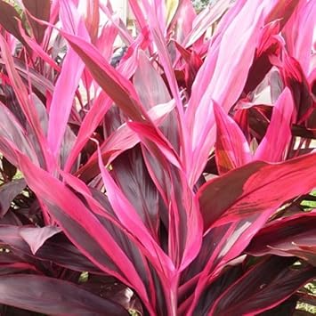 Cordyline Rubra Plant Seeds for Planting - 100 pcs