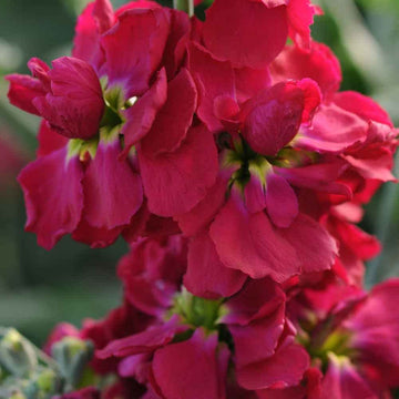 Maroon Matthiola Incana Flower Seeds for Planting, 100 pcs