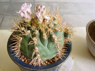 White Gymnocalycium Eurypleurum Flower Seeds for Planting - NON GMO Seeds