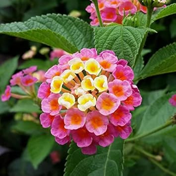 Heirloom Non-GMO Pink Yellow Lantana Flower Seeds for Butterfly Gardens and Colorful Outdoor Planting