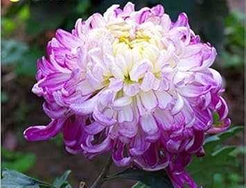 Organic Heirloom Non-GMO Chrysanthemum Seeds for Planting – White & Violet Mix Blooms