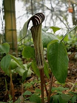 Green Arisaema Triphyllum Planting Seeds for Garden NON GMO Seeds