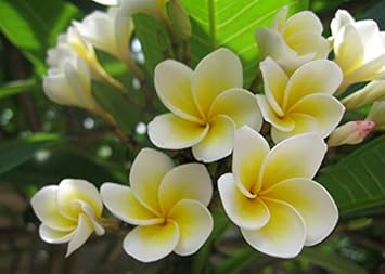 Heirloom Non-GMO Pink Yellow Egg Flower Seeds for Planting – Unique Colorful Blooms