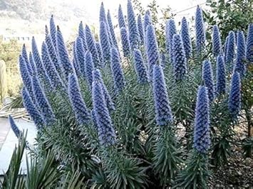 Blue Fastuosum Flower Seeds for Planting - 100 pcs