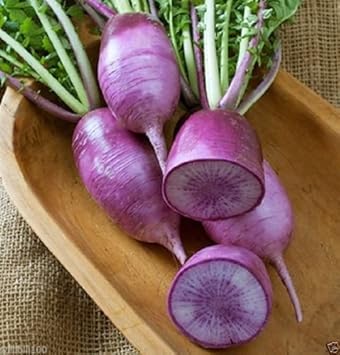 Purple Radish Seeds for Planting - Unique Vegetable - heirloom & Non GMO Seeds