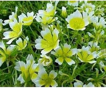 Organic White Yellow Limnanthes Douglasii Flower Seeds for Planting – Heirloom, Non-GMO