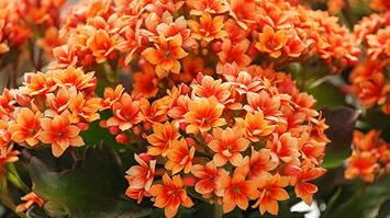 Kalanchoe Red Yellow Seeds for Planting – Organic, Heirloom, Non-GMO Flower Seeds seeds for planting in home garden