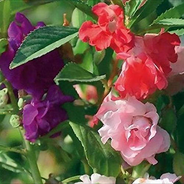 Double Camellia Mixed Seeds for Planting – Organic, Heirloom, Non-GMO Fresh Flower Seeds