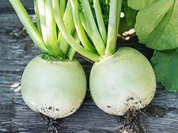 Green Mix Radish Raphanus sativus for planting in urban garden