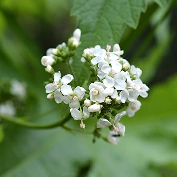 Glade Mallow Flower Seeds – Heirloom Non-GMO Seeds for Wildflower and Garden Planting