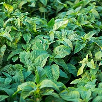 Green Callaloo Amaranthus spp. seeds for garden planting