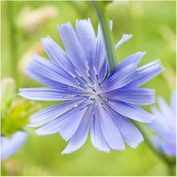 Blue Cichorium Flower Seeds for Planting, NON GMO Seeds