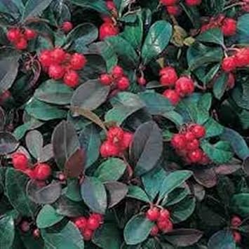 Red Gaultheria Fruit Seeds for Planting - Berry Enthusiasts & Gardeners, Heirloom Seeds, GMO Free