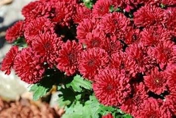 Chrysanthemum Deep Red Flower Seeds for Planting - NON GMO Seeds
