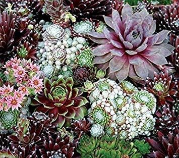 Mixed Sempervivum Flower Seeds for Planting 100 pcs