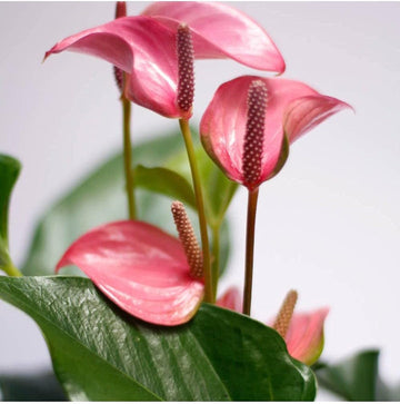 Anturio Plant Seeds for Planting, 100 pcs