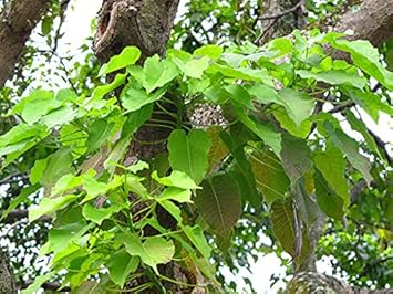 Hura Crepitans Planting Seeds - Non-GMO, Heirloom Tree for planting in home garden