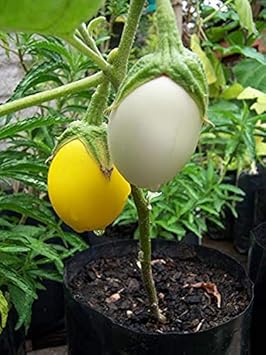 Eggplant Seeds for Planting, Yellow and White, 100 Pcs pcs