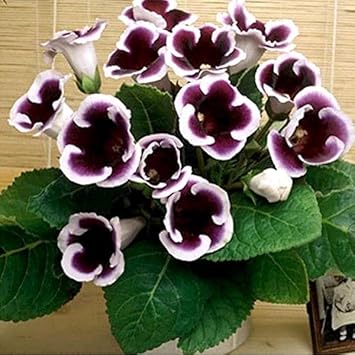 Gloxinia Purple White Seeds for Planting – Organic, Heirloom, Non-GMO Flower Seeds