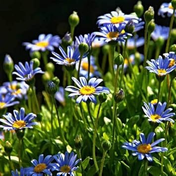 Blue Felicia Amelloides Flower Seeds for Planting - 100 pcs