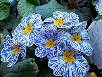Europe Primula Acaulis Flower Seeds for Planting Light Blue