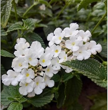 Lantana Flower Seeds Heirloom Non GMO Planting - 100 pcs for planting in home garden