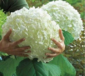 Heirloom Hydrangea Annabelle flower seeds â€“ nonâ€‘GMO flowering shrub seeds