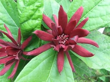 Maroon Carolina Allspice Flower Seeds for Planting - 100 pcs