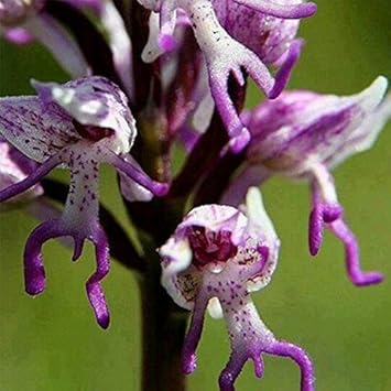 Heirloom Non-GMO Purple Orchis Italica Flower Seeds – Unique Helmet Orchid Blooms for Garden Planting
