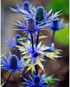 Eryngium Alpinum Plant Seeds for Planting - NON GMO Seeds