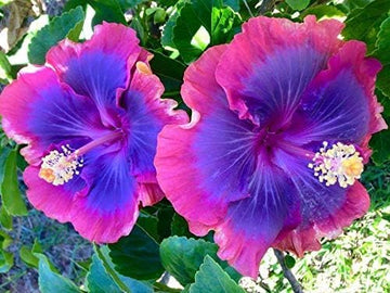 Giant Hibiscus Flower Seeds – Heirloom, Non-GMO Seeds for Planting Large Vibrant Blooms