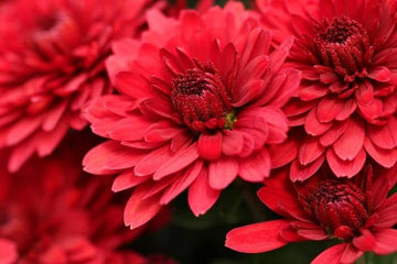 Chrysanthemum Flower Seeds Deep Red for Planting - NON GMO Seeds