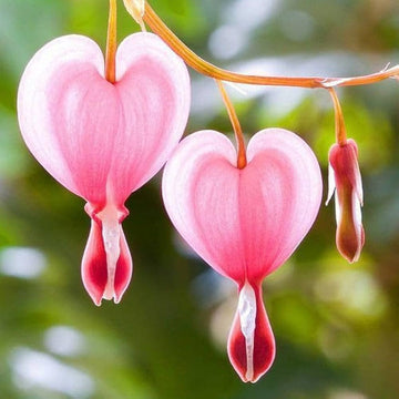Bleeding Flower Seeds for Planting - 100 pcs
