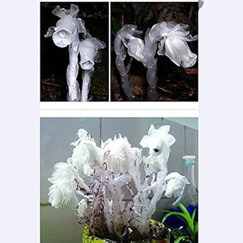 Organic White Monotropa Uniflora Flower Seeds for Planting – Heirloom, Non-GMO