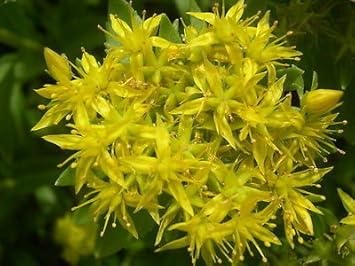 Yellow Aizoon Flower Seeds for Garden - NON GMO Seeds