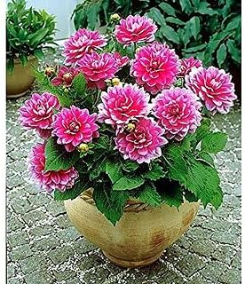 Pink Multi-Color Dahlia Flower Seeds for planting in home garden
