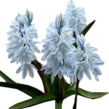 Nivalis SnowDrop Flower Seeds for Garden Planting - NON GMO Seeds