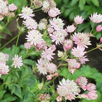 Heirloom Non-GMO Major Astrantia Flower Seeds for Planting – Unique Starry Perennial Garden Blooms