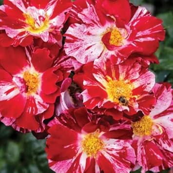 Climbing Rose Red & White Plant Seeds Non-GMO Heirloom Garden Seeds for Planting and Growing