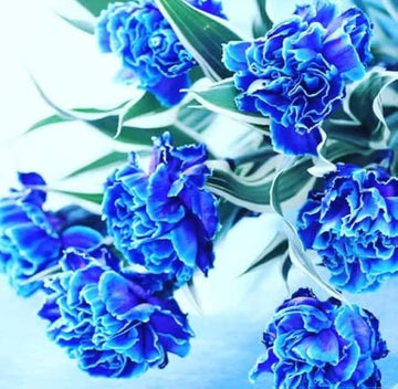Dark Blue Carnation Flower Seeds – Heirloom, Non-GMO Flower Seeds for Planting