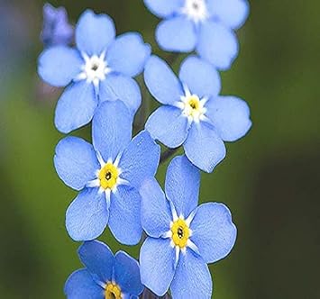 Organic Forget Me Not Flower Seeds for Planting ƒ?? Heirloom, Non-GMO for planting in your garden.