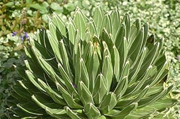 Green Victoria Agave Plant Seeds for Planting - 100 pcs